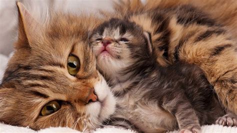 cat and kitten videos|cat and kitten video youtube.